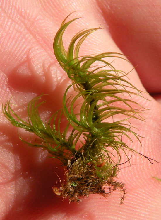 Muschio trentino: Dicranum majus?